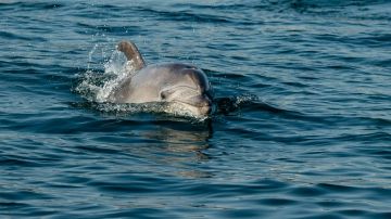 Los delfines son unos de los mamíferos más inteligentes del planeta Tierra.