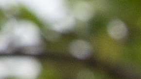 Costco tiene un arraigo muy grande entre los estadounidenses.