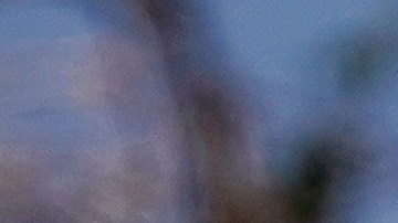 Cientos de cabras toman un vecindario de San José, California.