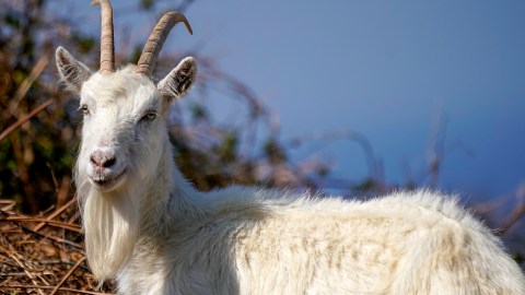 Cientos de cabras toman un vecindario de San José, California.