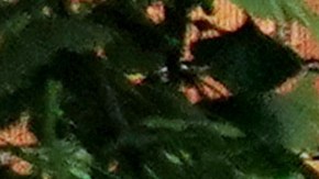 Hertz coronavirus COVID-19 autos renta viajes aerolíneas transporte bancarrota despidos flotilla autos usados Kathryn Marinello