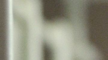 Paloma en una jaula.