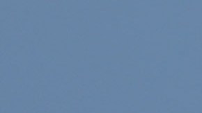 La especie del tiburón peregrino es la segunda más grande del océano.