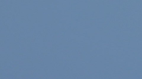 La especie del tiburón peregrino es la segunda más grande del océano.