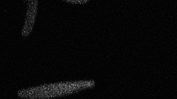 Joe 'Descalzo' Jackson jugó en 1910 para los Pelícanos de Nueva Orleans de Ligas Menores.