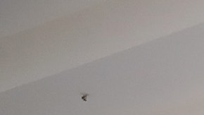 Centro comercial Woodfield Simon Property Group Schaumburg COVID-19 reapertura J.B. Pritzker Illinois restaurantes