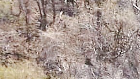 Golpe a los "jardines de marihuana" del Mencho y el CJNG