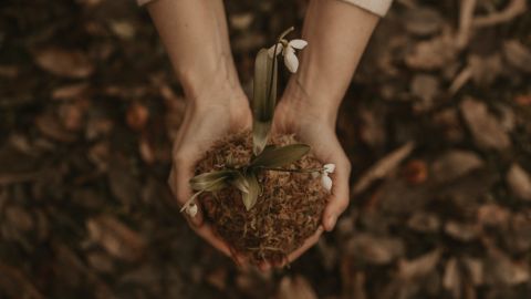 Comienza tu propio jardín con estos consejos básico de expertos.