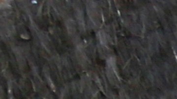 Shakira y Piqué junto a sus hijos/The Grosby Group