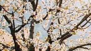 Puch 230 GE.
Crédito: Cortesía Lorinser