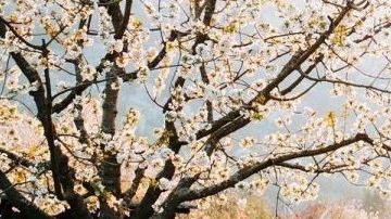 Puch 230 GE.
Crédito: Cortesía Lorinser