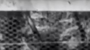 El tigre de Tasmania de la grabación.