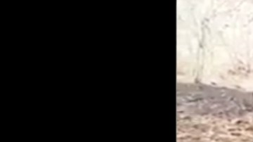 VIDEO: "Halcón" del CJNG es ejecutado a balazos por La Familia Michoacana