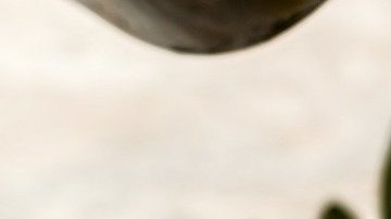 Foto: Steve Buissinne /Pixabay