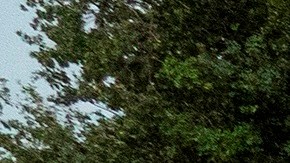 Los 100 "cuerpos" de la protesta simbolizan los 100,000 muertos en EE.UU.