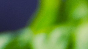 La albahaca tiene propiedades insecticidas que radican en el aroma que exime, mismo que les resulta tóxico.