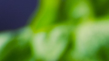 La albahaca tiene propiedades insecticidas que radican en el aroma que exime, mismo que les resulta tóxico.