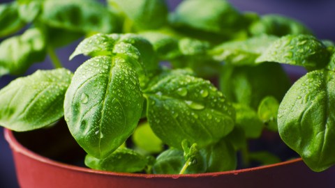 La albahaca tiene propiedades insecticidas que radican en el aroma que exime, mismo que les resulta tóxico.