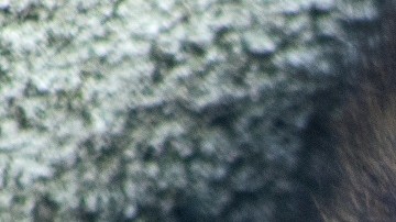 Las ratas pueden transmitir enfermedades a los humanos.