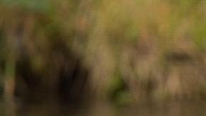 El oso mostró su habilidad para abrir el refrigerador.