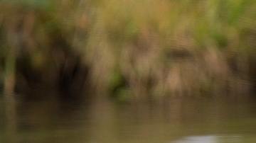 El oso mostró su habilidad para abrir el refrigerador.