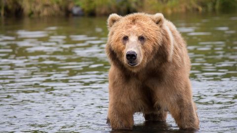 El oso mostró su habilidad para abrir el refrigerador.