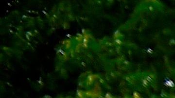 Muerte de George Floyd