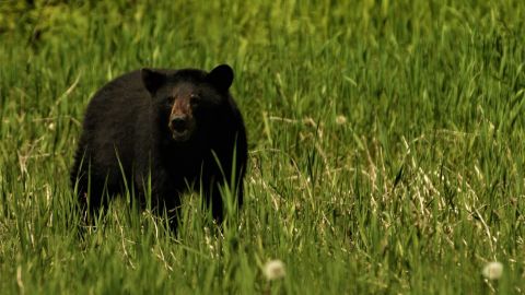 Oso negro.