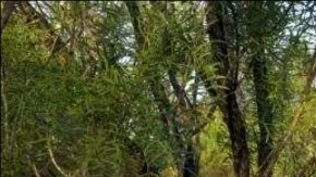 persecución frontera