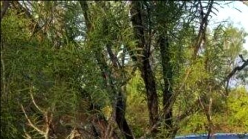 persecución frontera