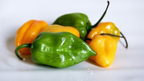 chile habanero-oiluarb_ai en Pixabay