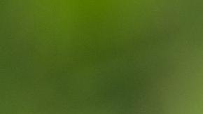 El mono estaba adiestrado para hacer un show.