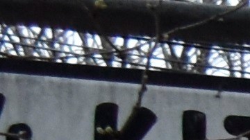 Reapertura en Nueva York