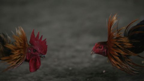 Las peleas de gallos son ilegales en los 50 estados del país.