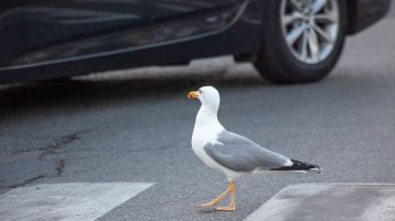 Una funda protectora para tu auto será una buena aliada para evitar los daños ocasionados por el excremento de las aves.