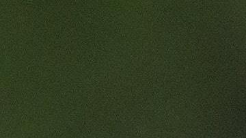 Los avispones gigantes pueden llegar a medir unos 5 centímetros.