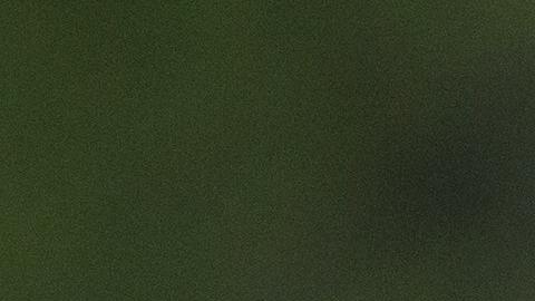 Los avispones gigantes pueden llegar a medir unos 5 centímetros.