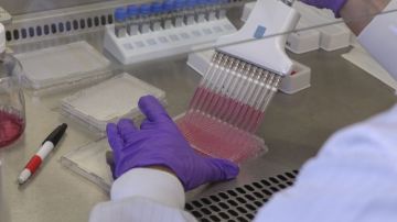 Científicos estadounidenses trabajan con anticuerpos producidos por células B de personas de África que han sobrevivido al virus del ébola.