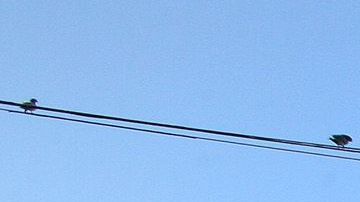 SNAP cupones de alimentos