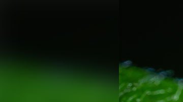 La cochinilla laca es un insecto muy importante para la industria de los dulces.