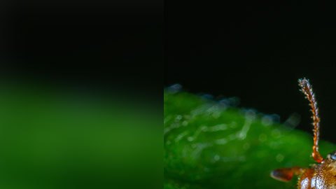 La cochinilla laca es un insecto muy importante para la industria de los dulces.