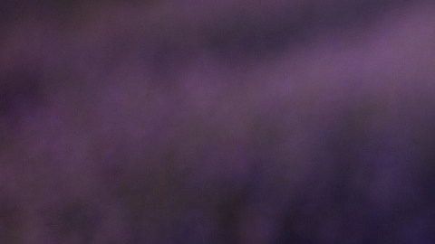 La lavanda posee propiedades relajantes y energéticas.