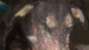 Lobo y su transformación.