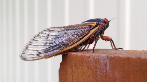 Se espera que estas cigarras aparezcan en pocos estados del este.