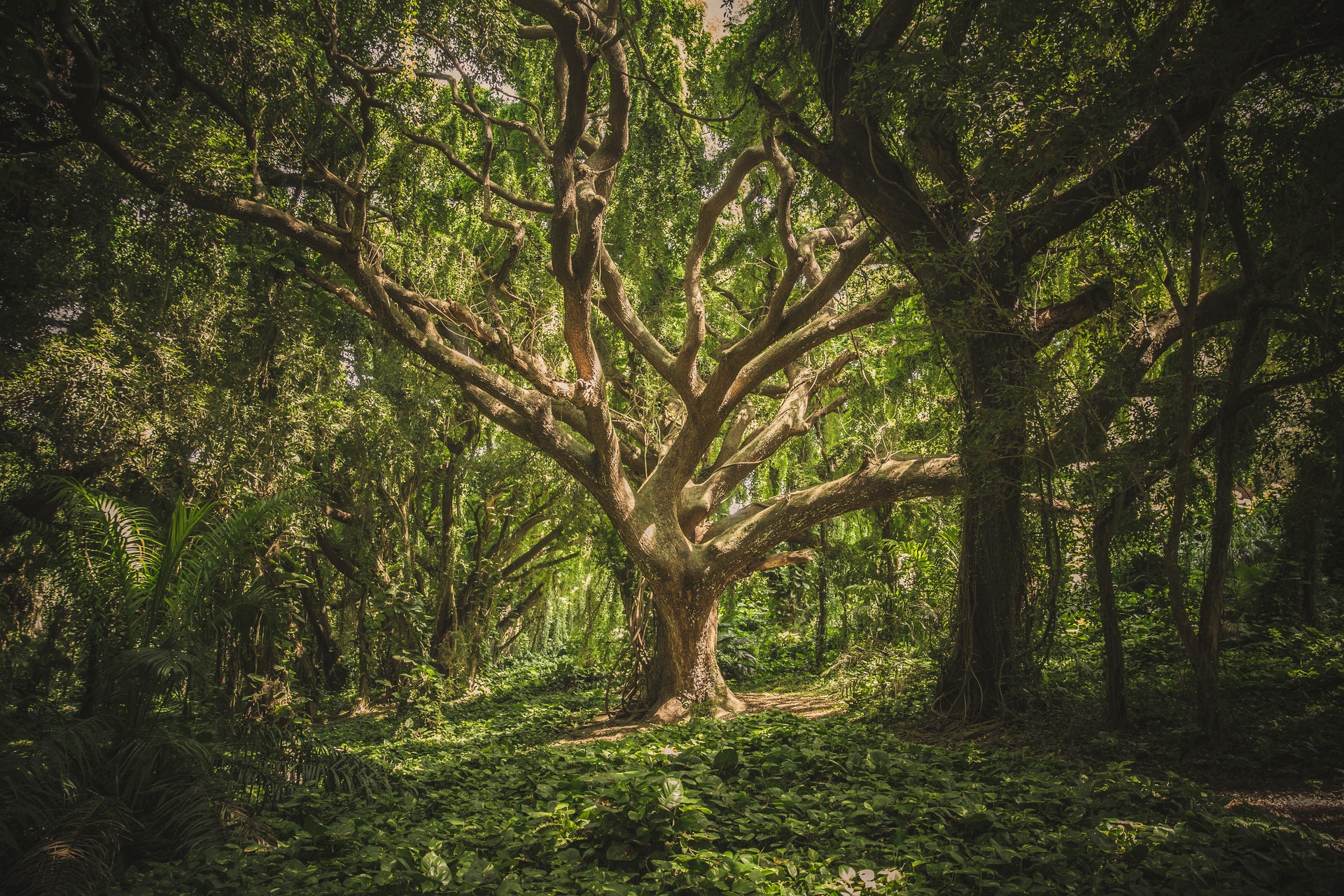 árbol