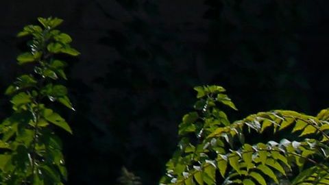 La mayoría de los casos en la Gran Manzana se han registrado con niños de la comunidad judía ortodoxa.