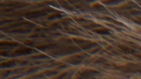 El anciano solo tiene 6 nietos.