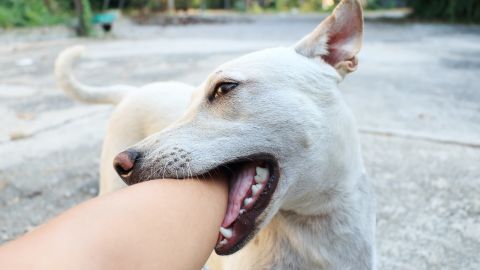 mordedura perro