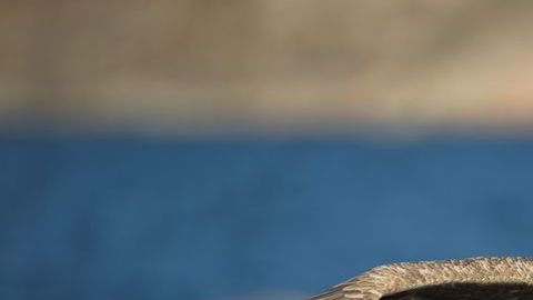 aguila pescadora