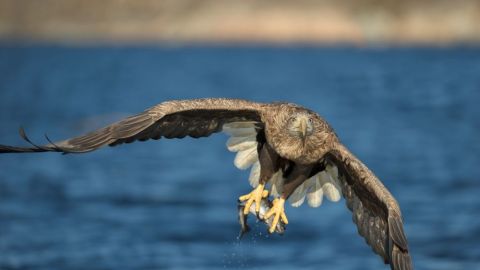 aguila pescadora